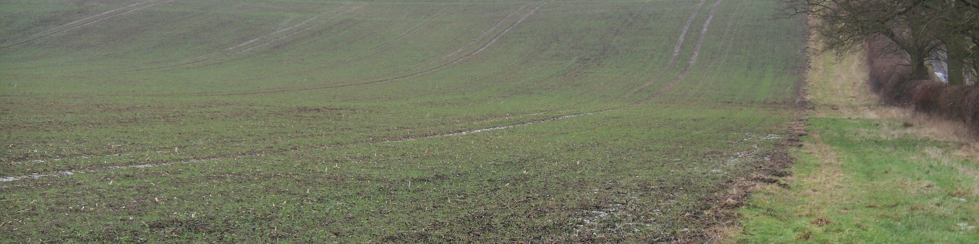 There is a bridleway here - somewhere The line of the bridleway to Ditchford Frary is about 70 yards to the left of the field edge. There was no trace of it on the ground. The newly planted field looked very heavy going and the field edge did not look much better. A walk up the track on the other side of the hedge seemed convenient.