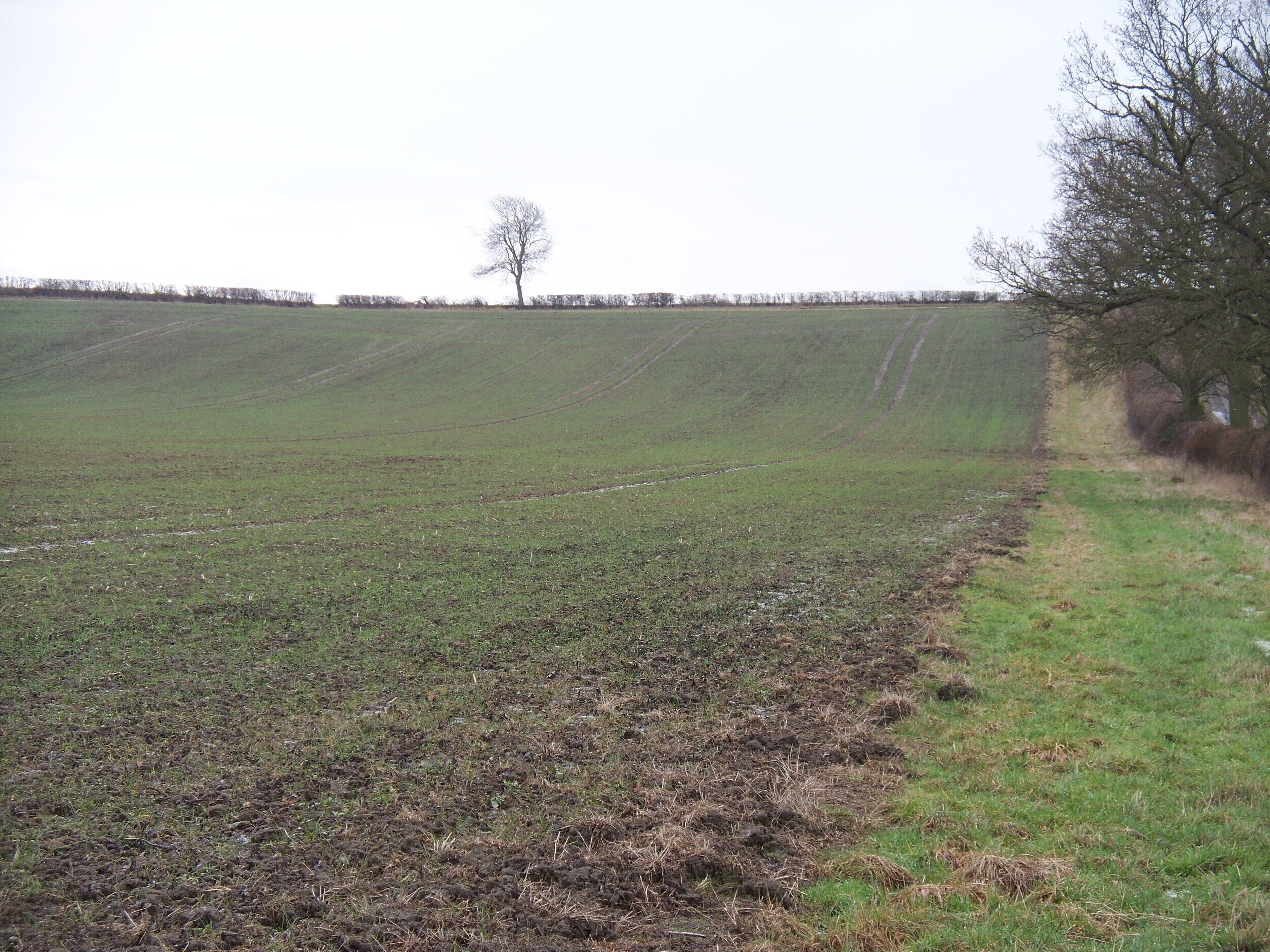 A rural landscape with a plowed field, a solitary tree, and a distant tree line.