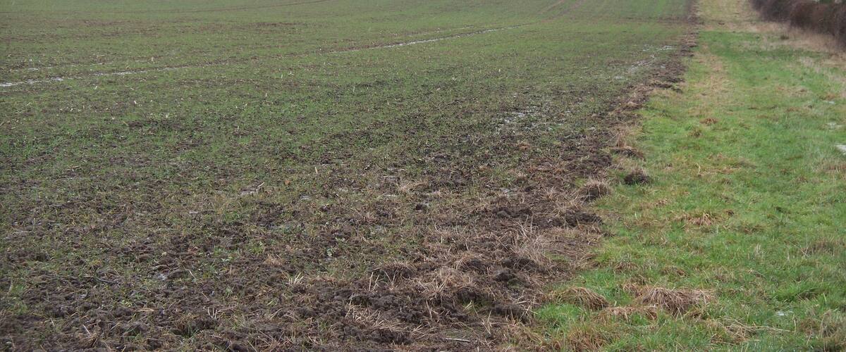 A rural landscape with a plowed field, a solitary tree, and a distant tree line.