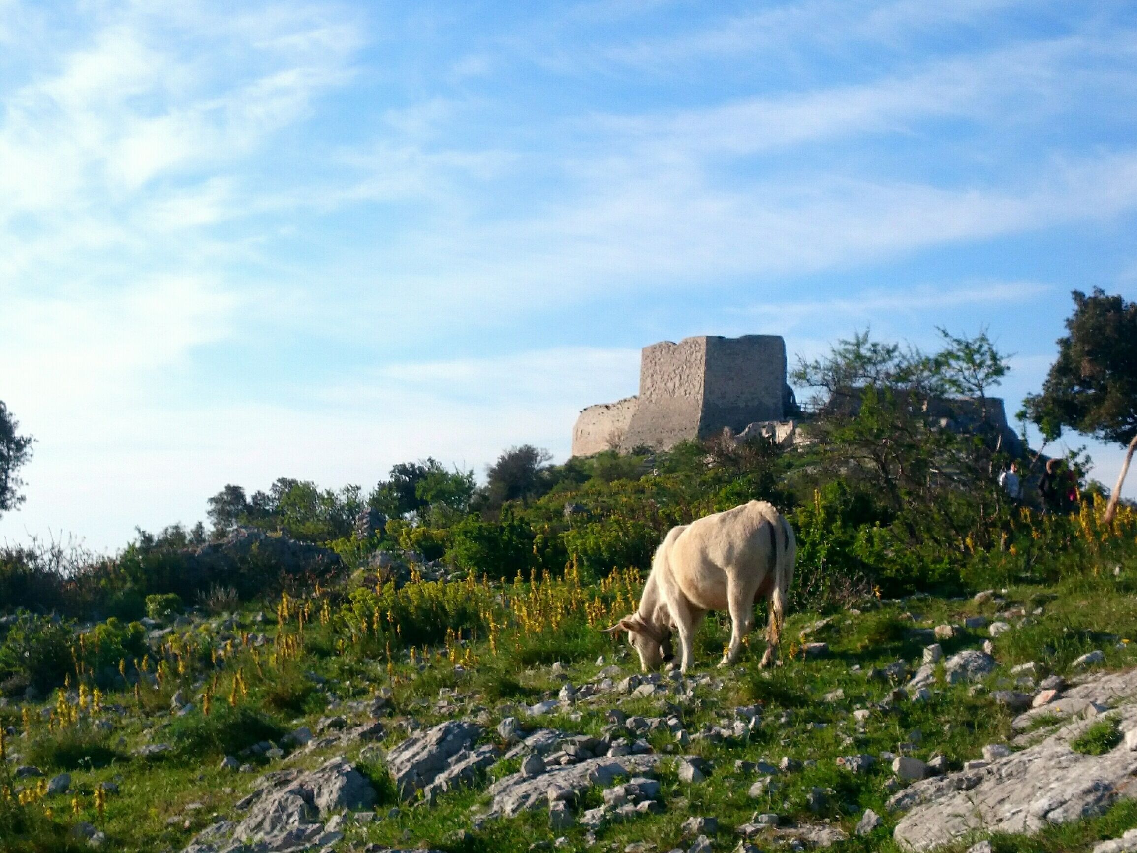 A cow grazing on a rocky hillside with a castle in the background.