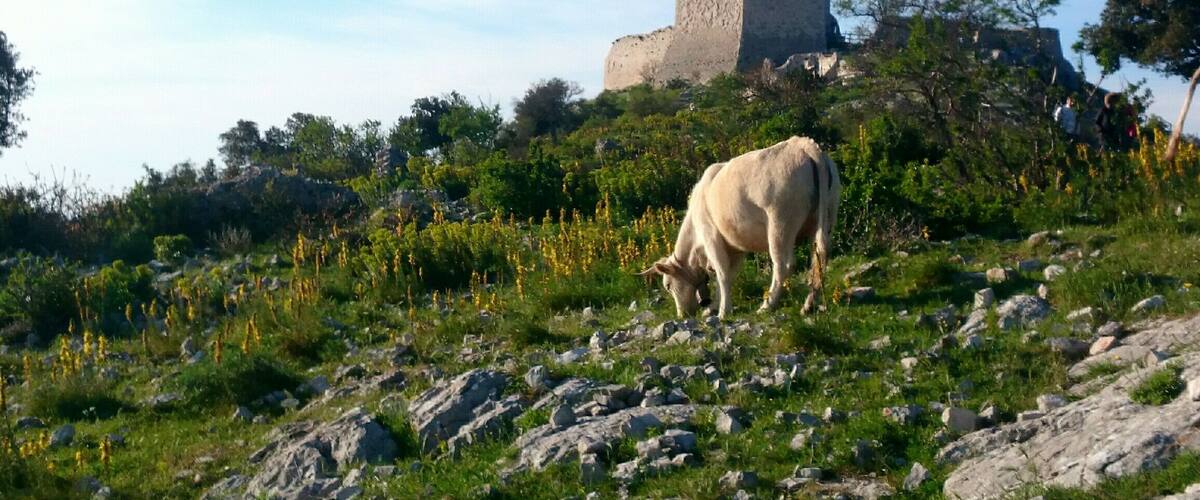 A cow grazing on a rocky hillside with a castle in the background.