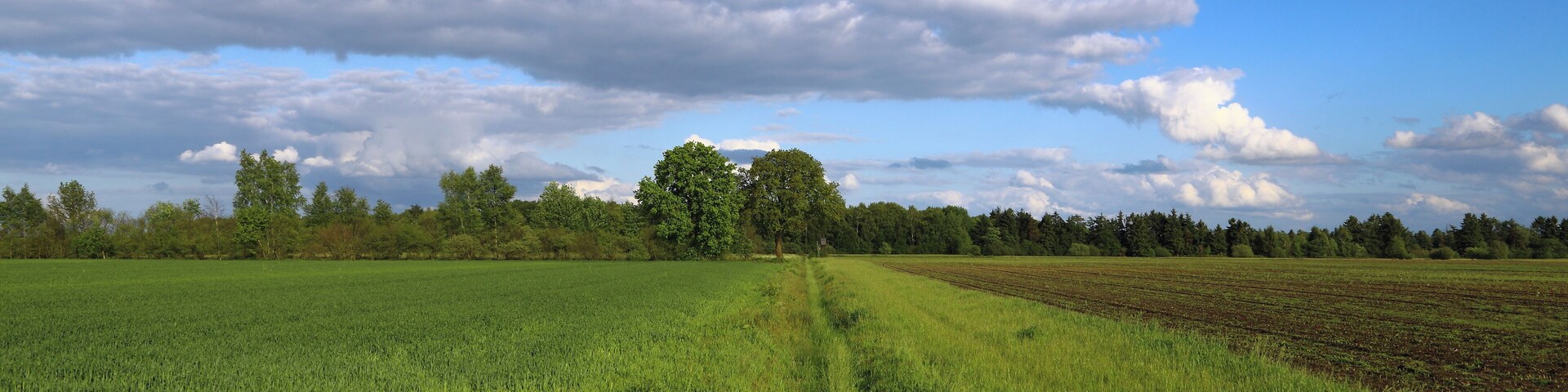A vast green field with a clear sky and scattered clouds.