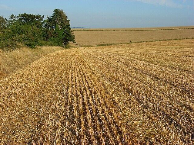 A golden wheat field with a tree line on the left and a flat horizon.