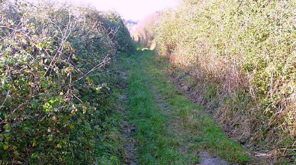 Avon Valley Path The AVP makes a convoluted route through Harnham into Salisbury. This restricted byway is now heading west.