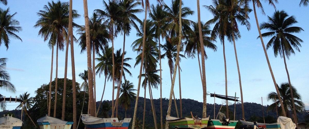 A beach with tall palm trees and several boats.