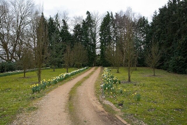 A dirt path flanked by trees and daffodils.