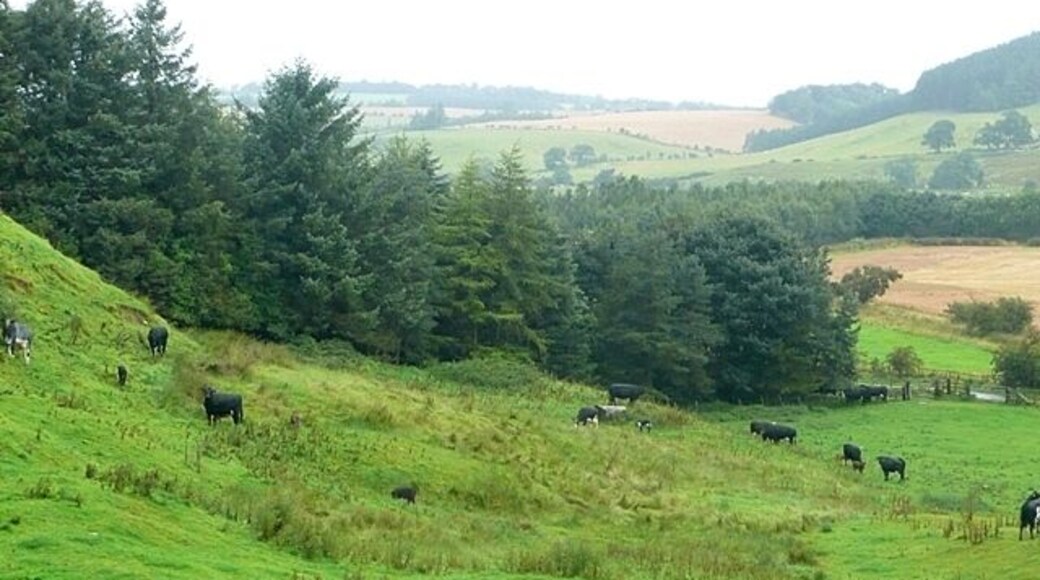 Between Powburn and Branton The lane between the two villages stays to the lower ground to the right, whilst a footpath climbs an intervening low outcrop. This is cattle territory.
