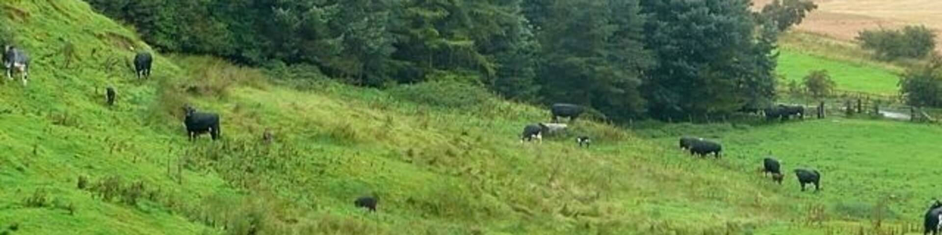Between Powburn and Branton The lane between the two villages stays to the lower ground to the right, whilst a footpath climbs an intervening low outcrop. This is cattle territory.