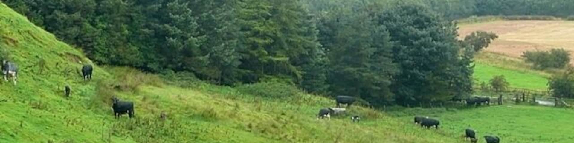 Between Powburn and Branton The lane between the two villages stays to the lower ground to the right, whilst a footpath climbs an intervening low outcrop. This is cattle territory.