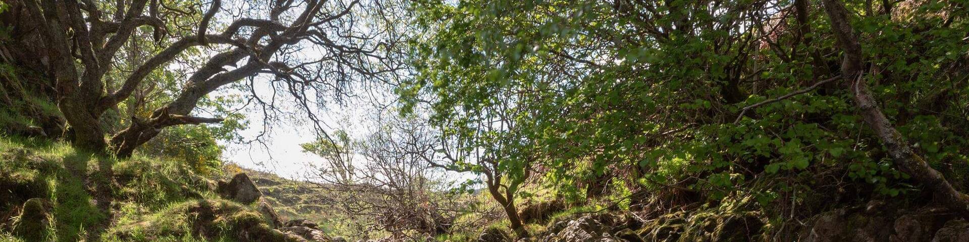 The smaller falls above linhope spout