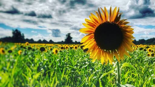 Acton Turville, Nr Chippenham - iPhone 7 plus