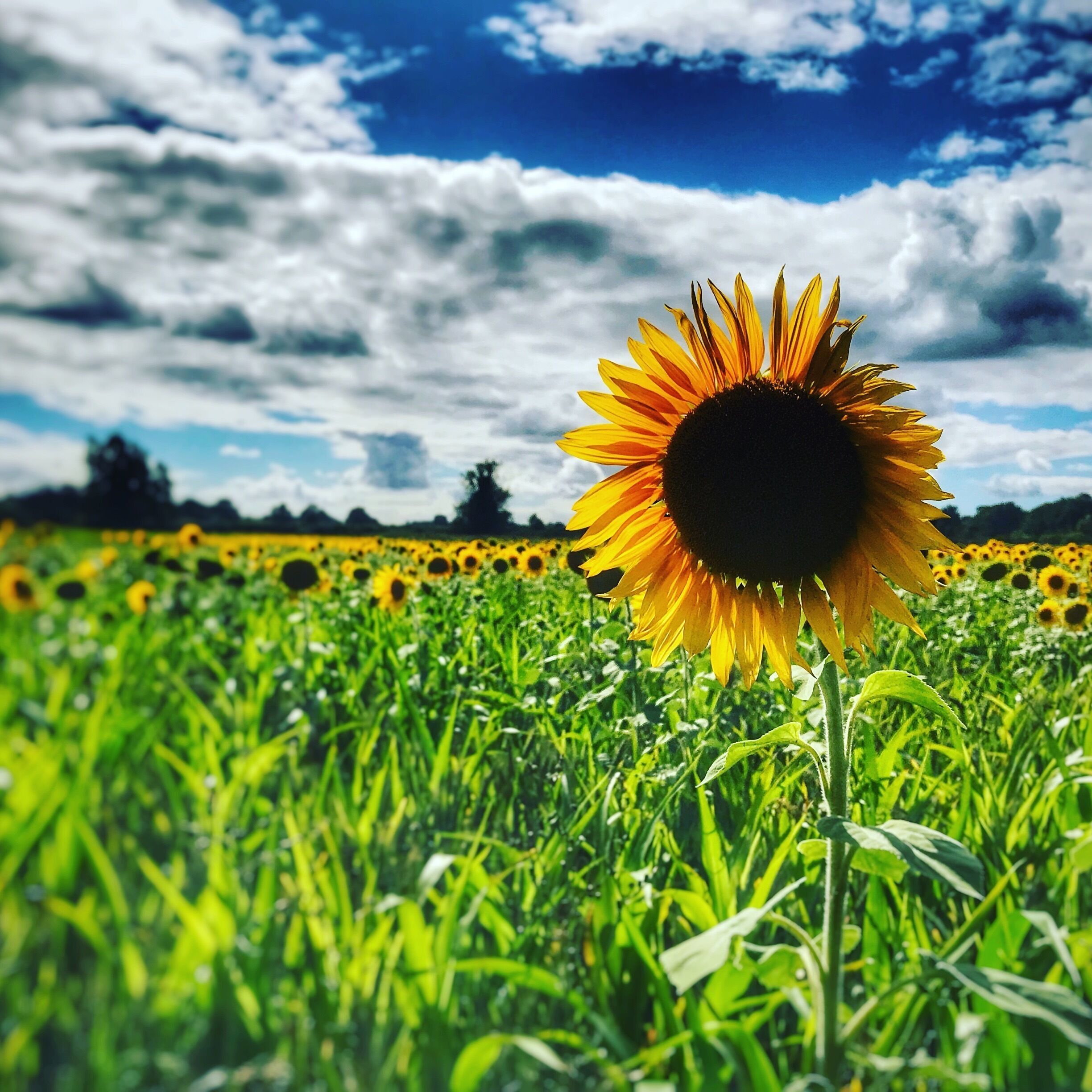 A sunflower field with a clear sky.