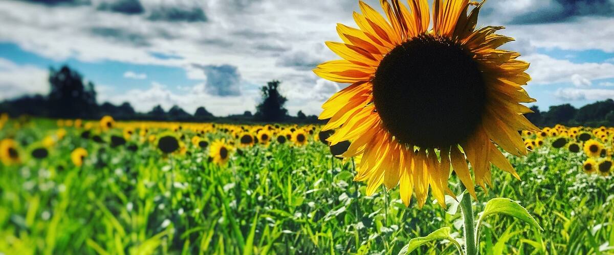 A sunflower field with a clear sky.