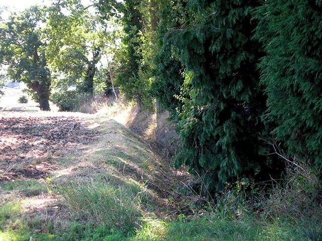 A forested area with a dirt path, dense green trees, and a grassy area.