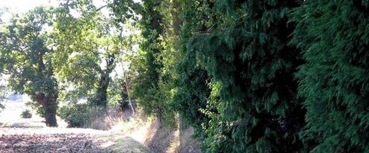 A forested area with a dirt path, dense green trees, and a grassy area.