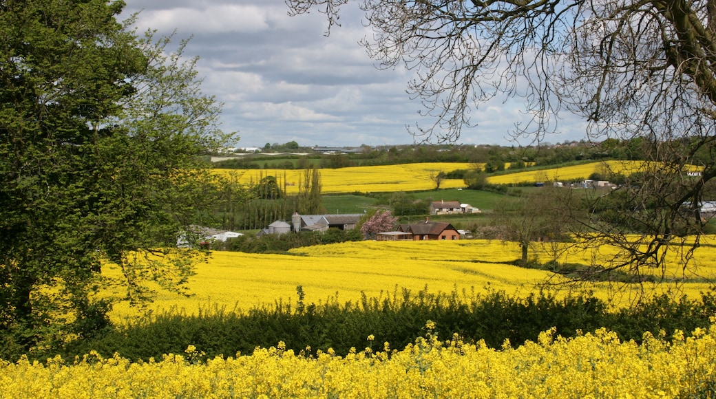 rapeseed fields of gold