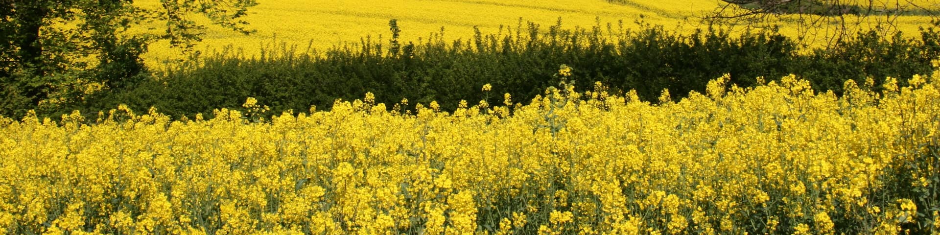 rapeseed fields of gold