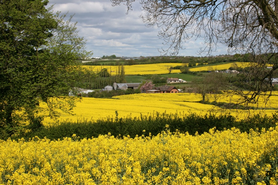 rapeseed fields of gold
