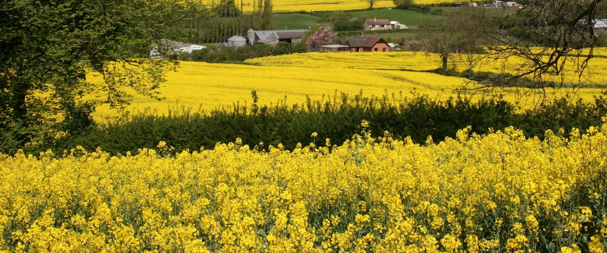A rural landscape with fields of yellow flowers, green trees, and a few buildings in the background.