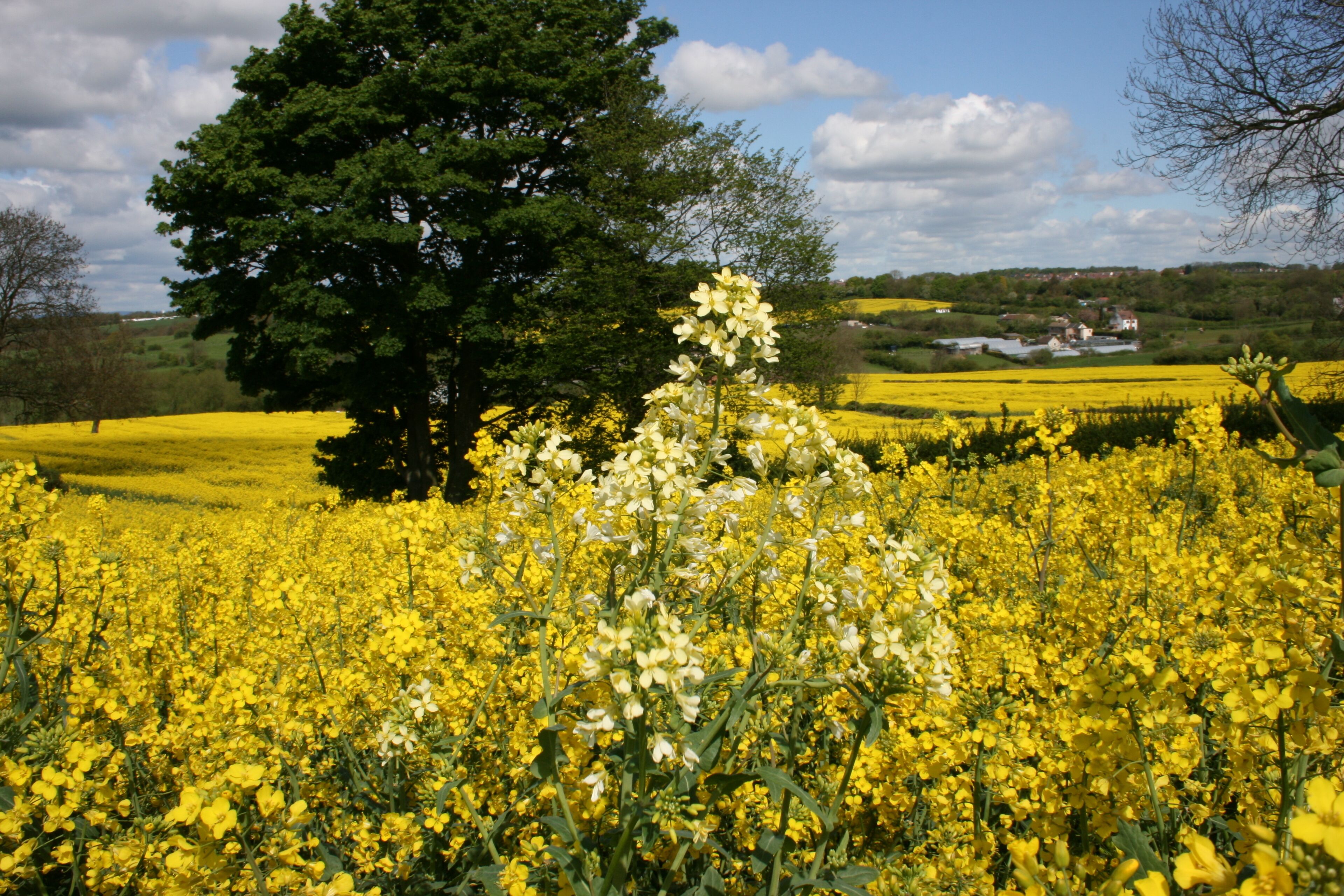 rapeseed nr stanfree