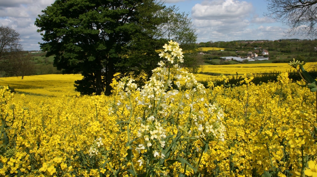 rapeseed nr stanfree
