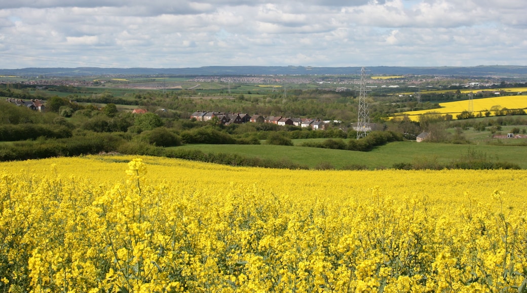 fields above stanfree