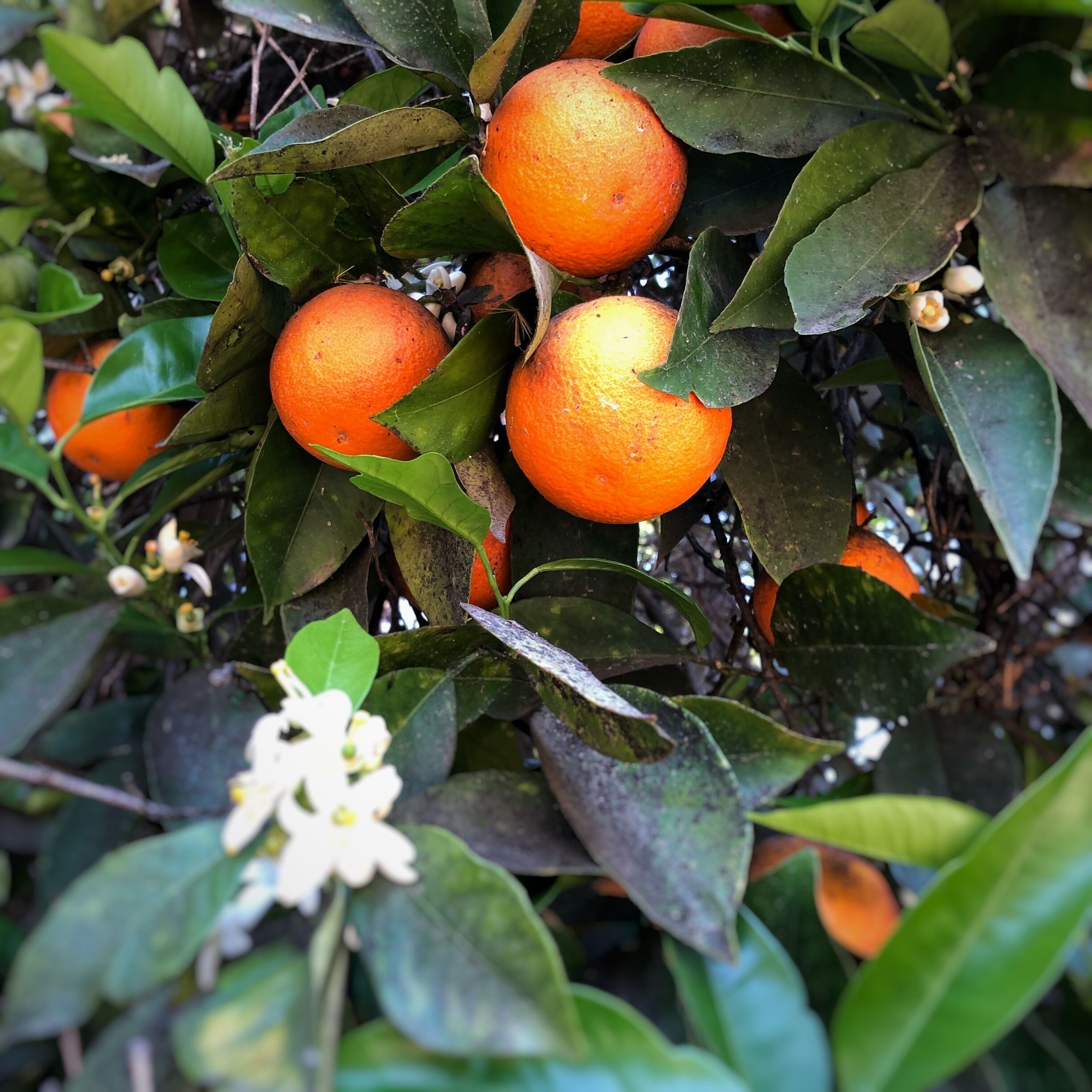 People ask me how I liked Chile. I loved it! But one thing you should know about the central region is that it very much feels like California, which is great, if that’s what you’re aiming for. But, if you’re looking for some place completely different, just consider this feedback. I grew up in California and love it dearly. For me, it was like going home to the untouched California of my youth. 