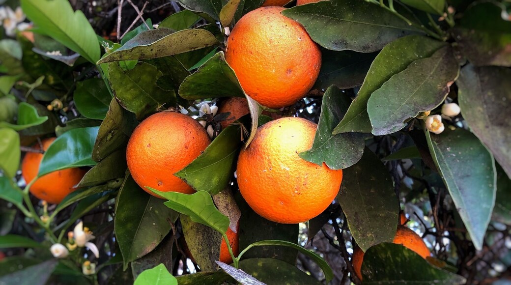 People ask me how I liked Chile. I loved it! But one thing you should know about the central region is that it very much feels like California, which is great, if that’s what you’re aiming for. But, if you’re looking for some place completely different, just consider this feedback. I grew up in California and love it dearly. For me, it was like going home to the untouched California of my youth.