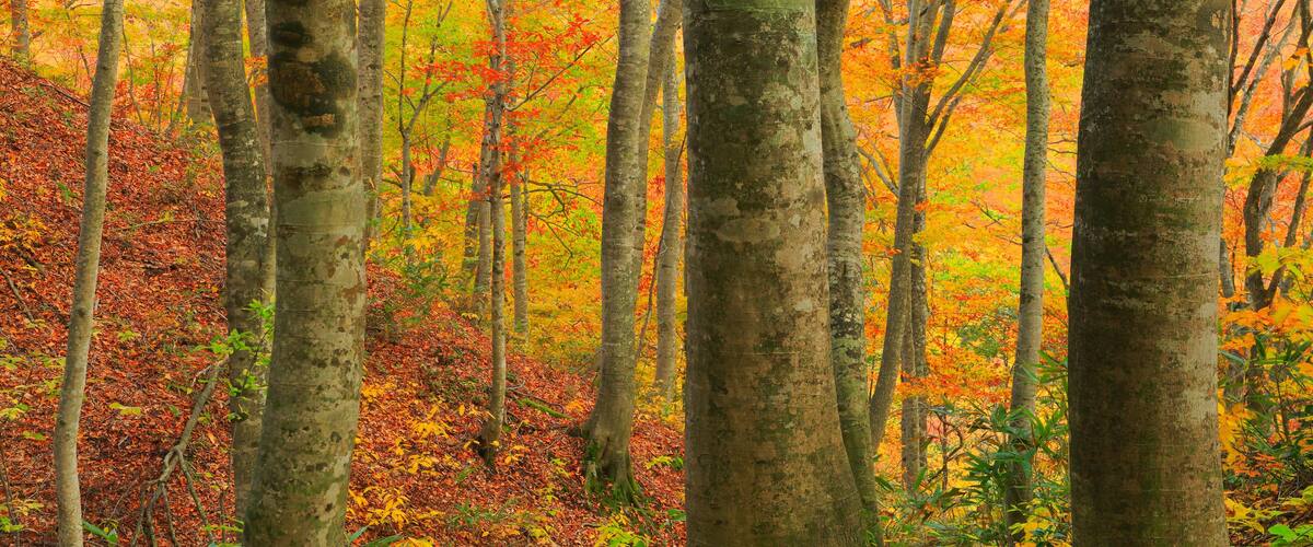 Fall foliage of Shirakami mountain range, Japan,Aomori Prefecture,Nakatsugaru District, Aomori,Nishimeya, Aomori