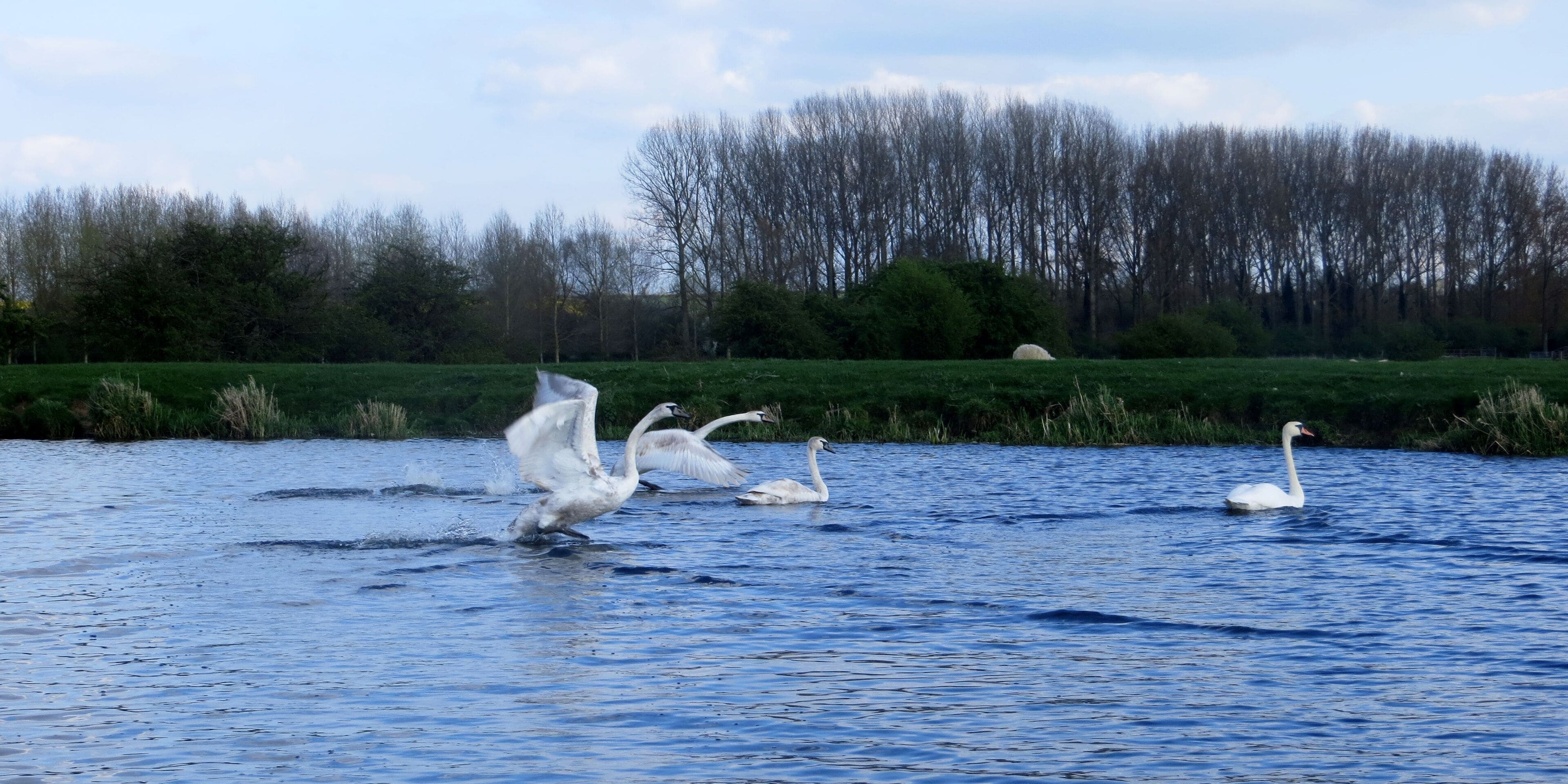 Swan Family on the River Nene near Warmington - April 2014