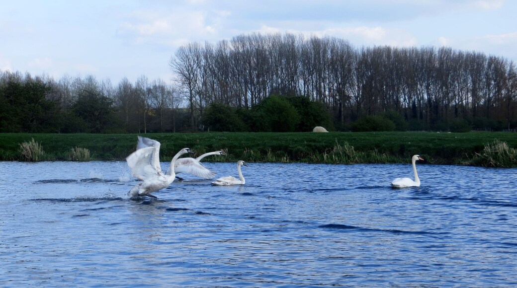 Swan Family on the River Nene near Warmington - April 2014