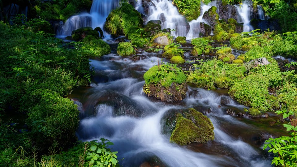 A lush green forest with a flowing river and multiple waterfalls.
