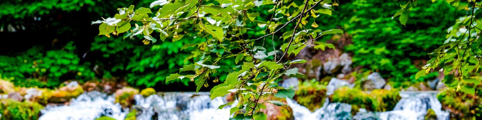 Soft blur focus small waterfall water flowing, a lot of rock or stone covering with green moss, green branches in front and foliage rich of moist forest at Meisui no Sato Kyogoku ,Hokkaido,Japan
