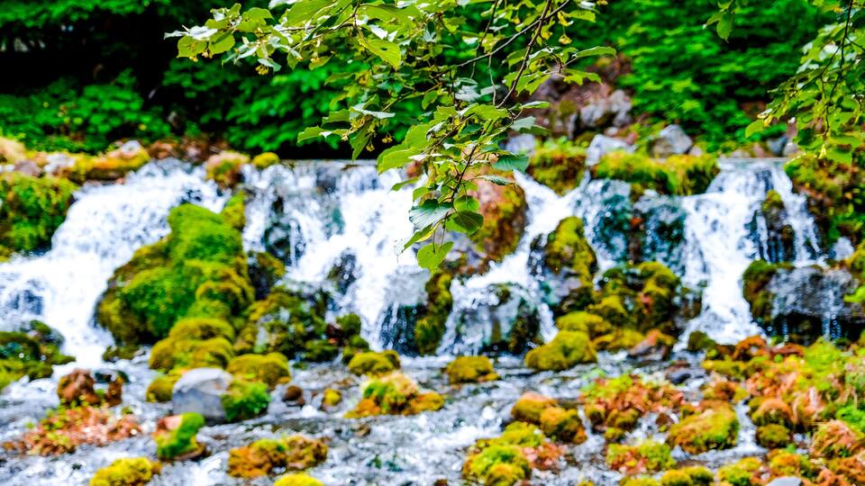 Soft blur focus small waterfall water flowing, a lot of rock or stone covering with green moss, green branches in front and foliage rich of moist forest at Meisui no Sato Kyogoku ,Hokkaido,Japan