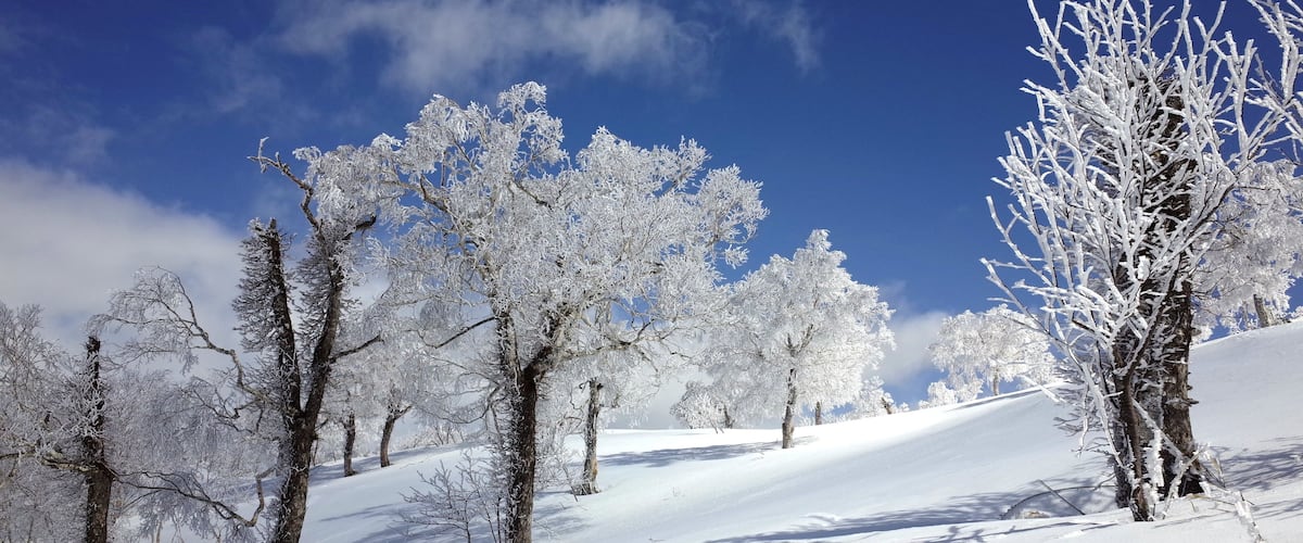 A snow-covered landscape with trees and a clear blue sky.