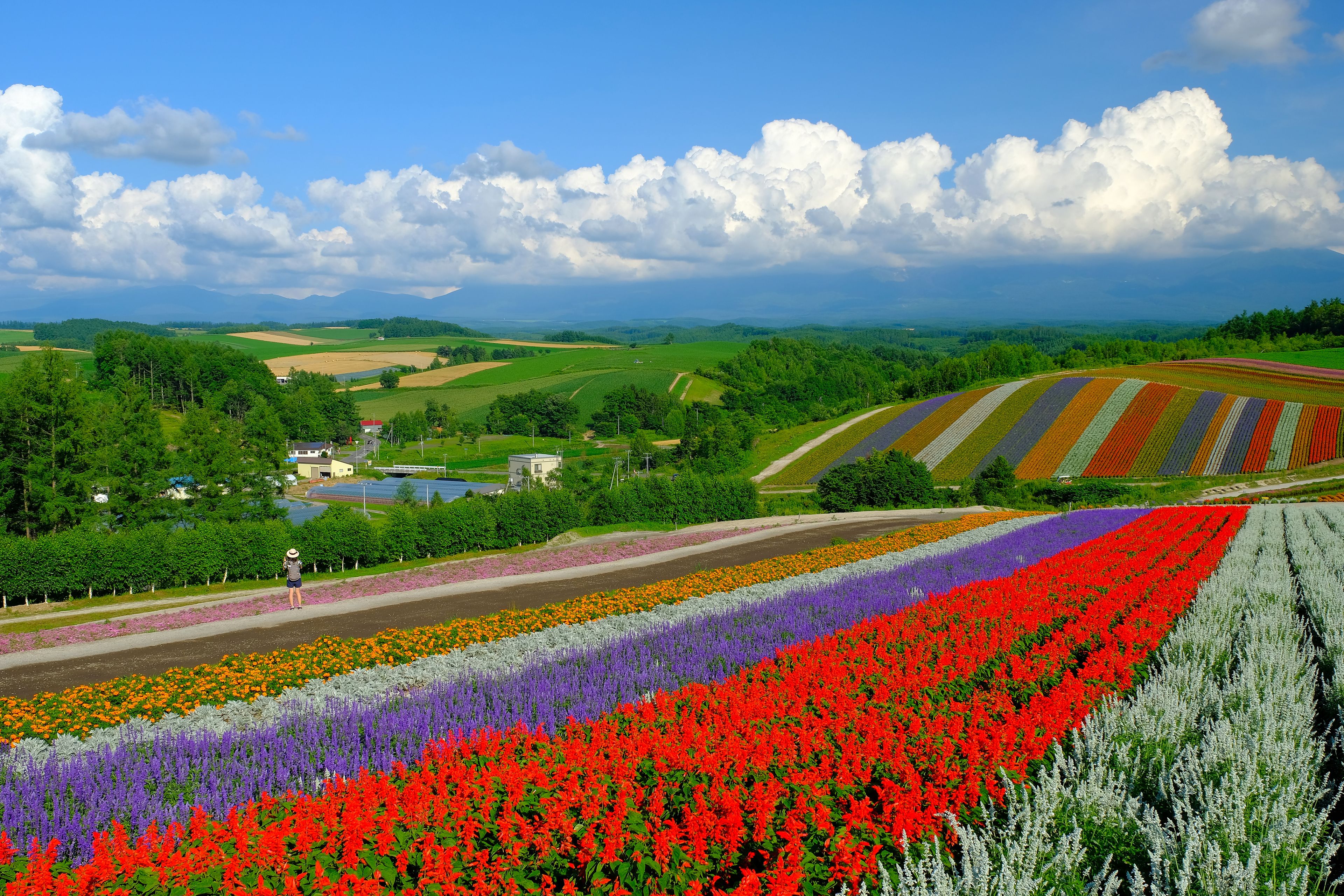 A vibrant flower field with distinct color sections, rolling green hills, and a clear blue sky.