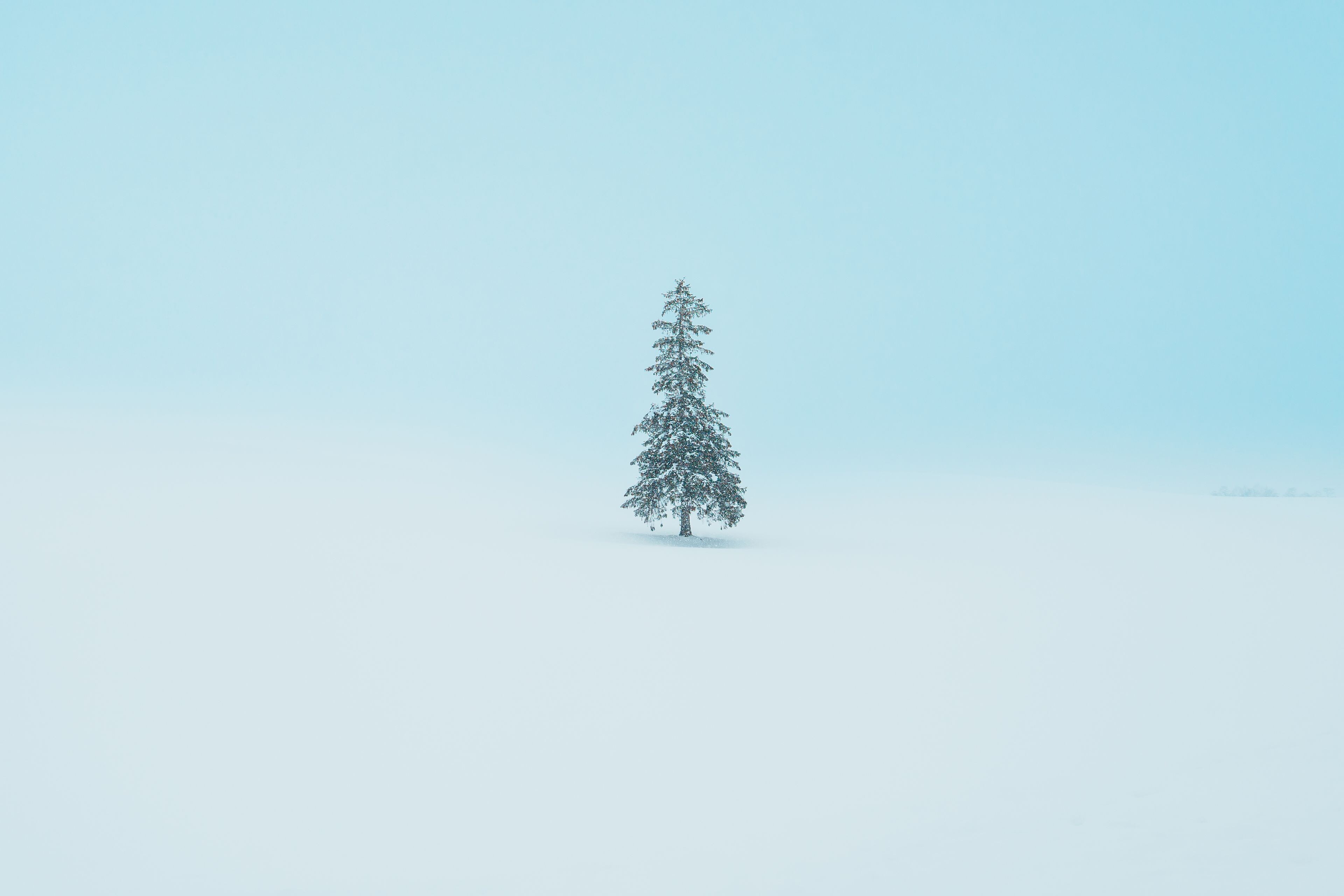 A single evergreen tree standing in a snowy field.