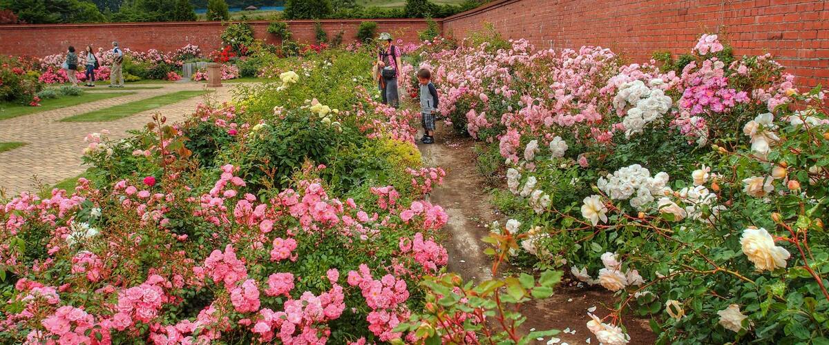 A garden with rows of pink and white roses, a brick wall, and a forested hill in the background.