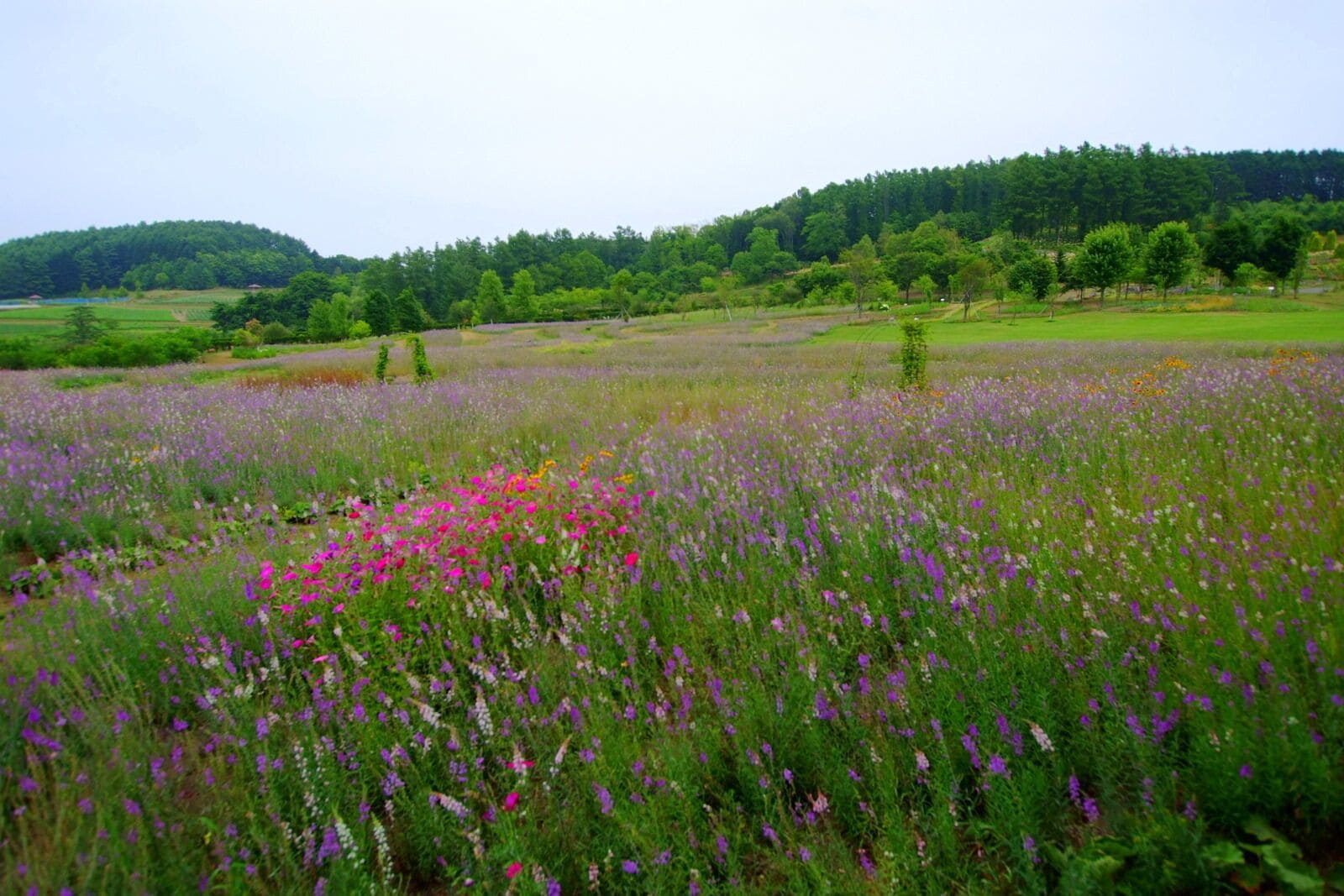 ゆにガーデン（Yuni Garden）
