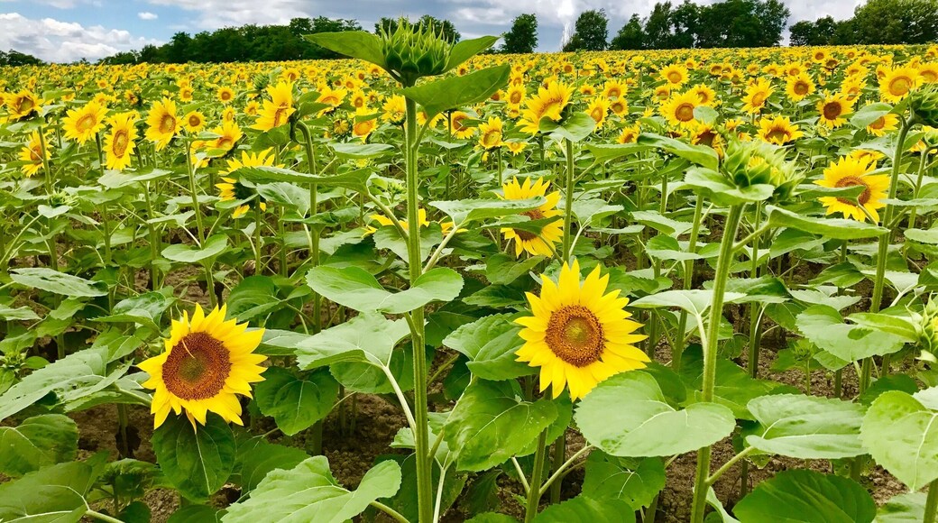 Visited the sunflower farm near Takikawa around end July! Amazing sights with over a million sunflowers!