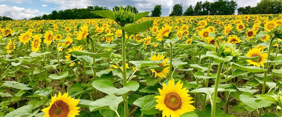 Visited the sunflower farm near Takikawa around end July! Amazing sights with over a million sunflowers!