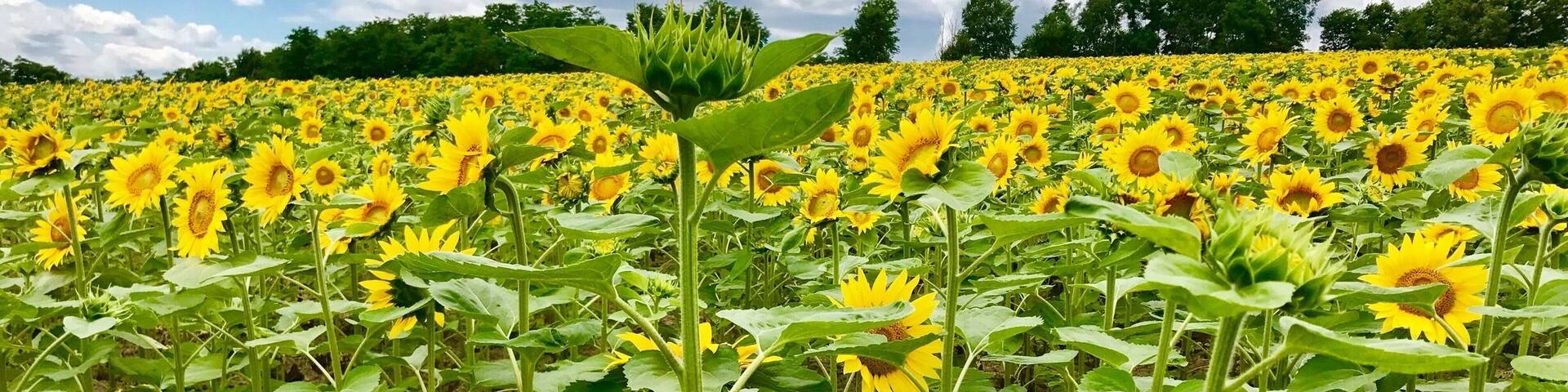 Visited the sunflower farm near Takikawa around end July! Amazing sights with over a million sunflowers!