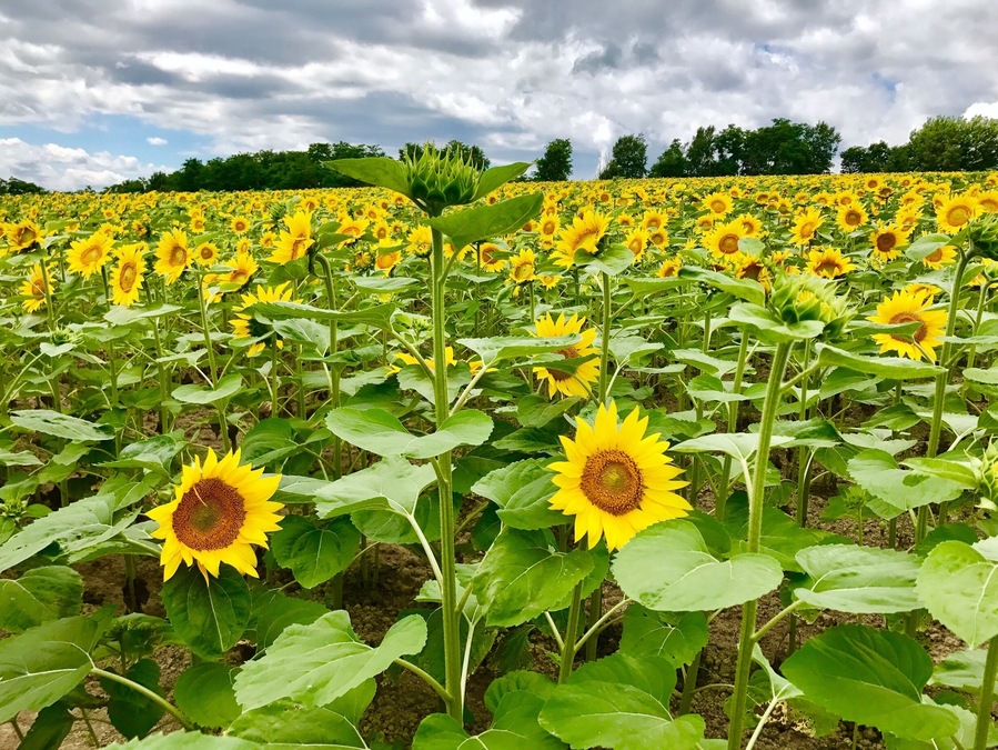 Visited the sunflower farm near Takikawa around end July! Amazing sights with over a million sunflowers!