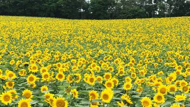 Getting lost in the maze at the sunflower field in Hokkaido is quite a unique and fun experience!