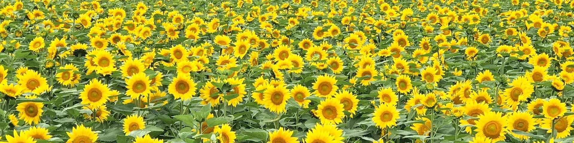 Getting lost in the maze at the sunflower field in Hokkaido is quite a unique and fun experience!