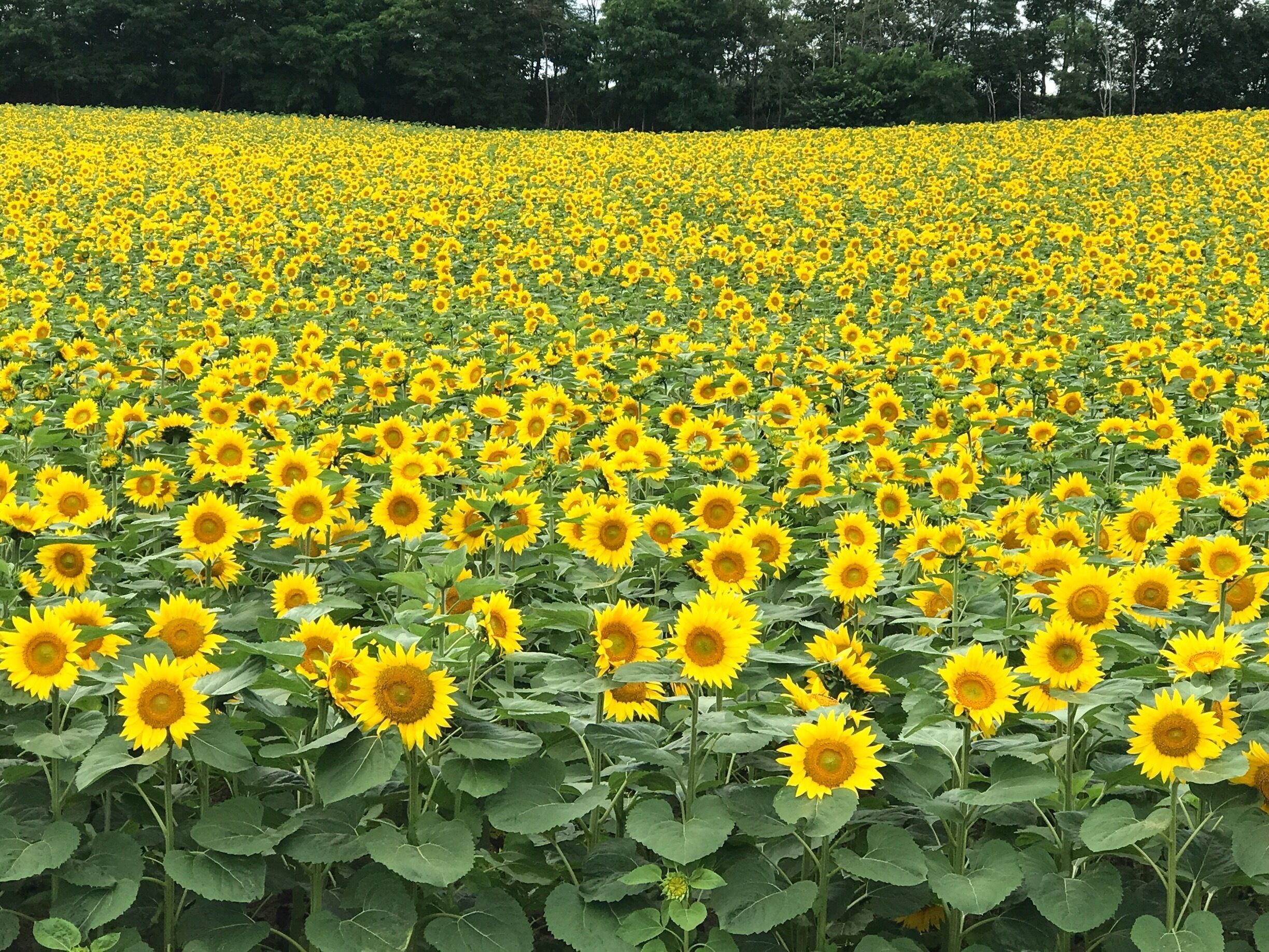 A sunflower field with a forest in the background.