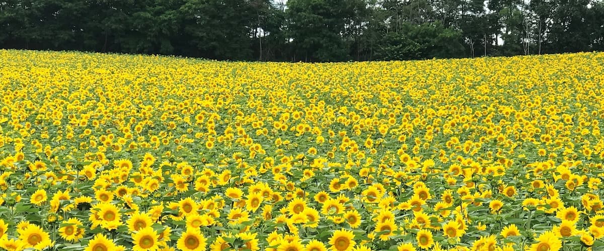 A sunflower field with a forest in the background.