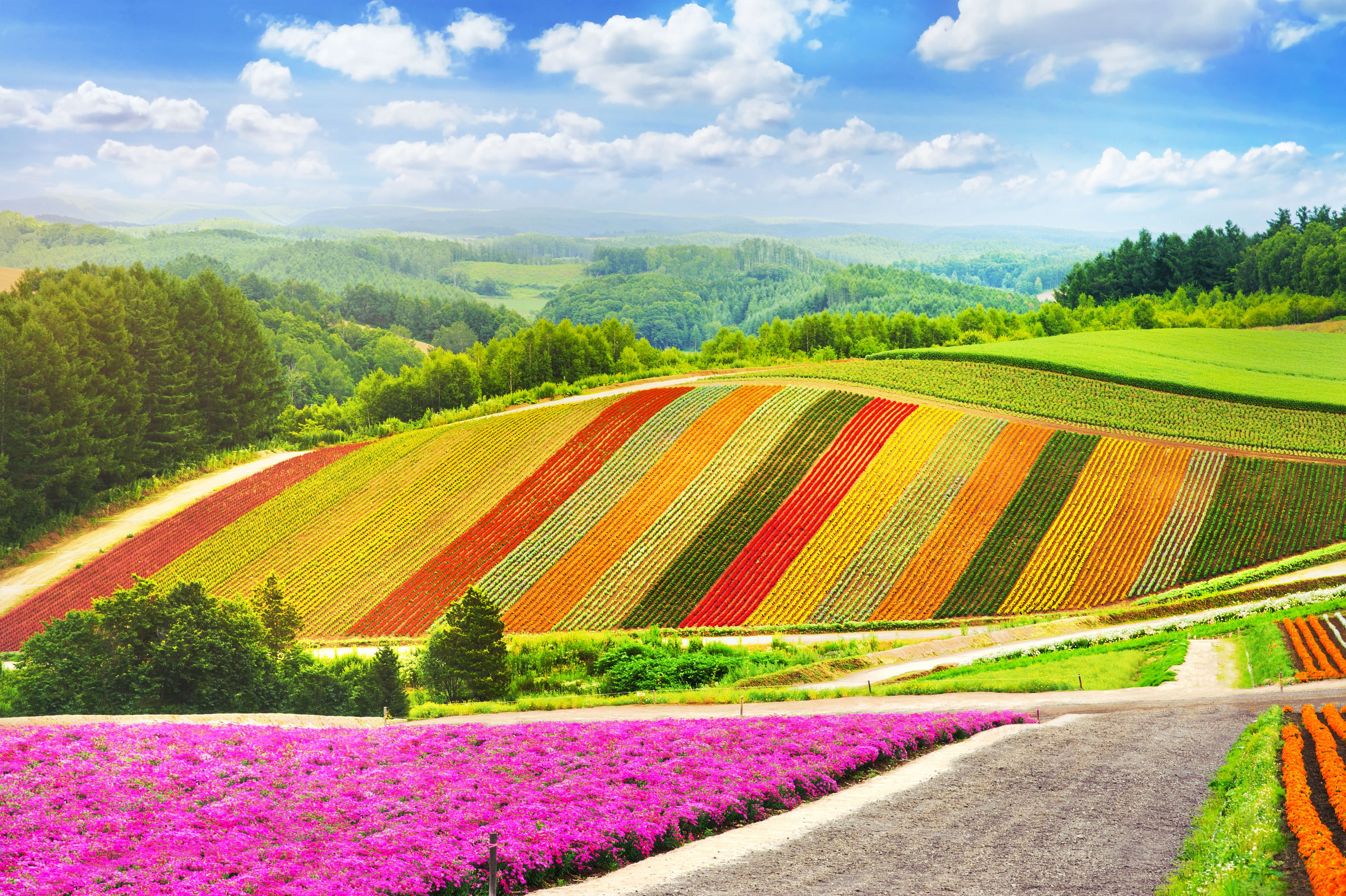 A vibrant flower field with rows of colorful blooms, a dirt path, and rolling hills in the background.