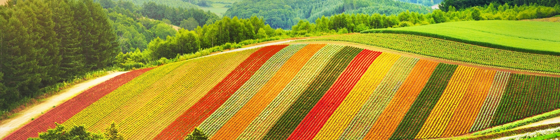 Un campo vibrante de flores con hileras de colores, un sendero de tierra y colinas onduladas al fondo.