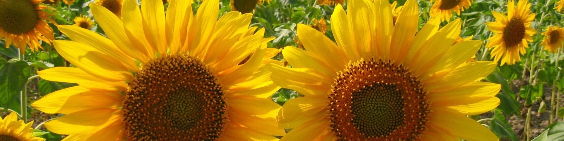 北海道北竜町
ひまわり畑